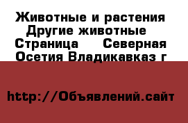 Животные и растения Другие животные - Страница 2 . Северная Осетия,Владикавказ г.